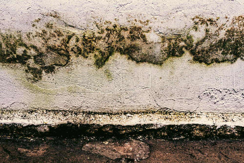 mold inspection for mold on wall