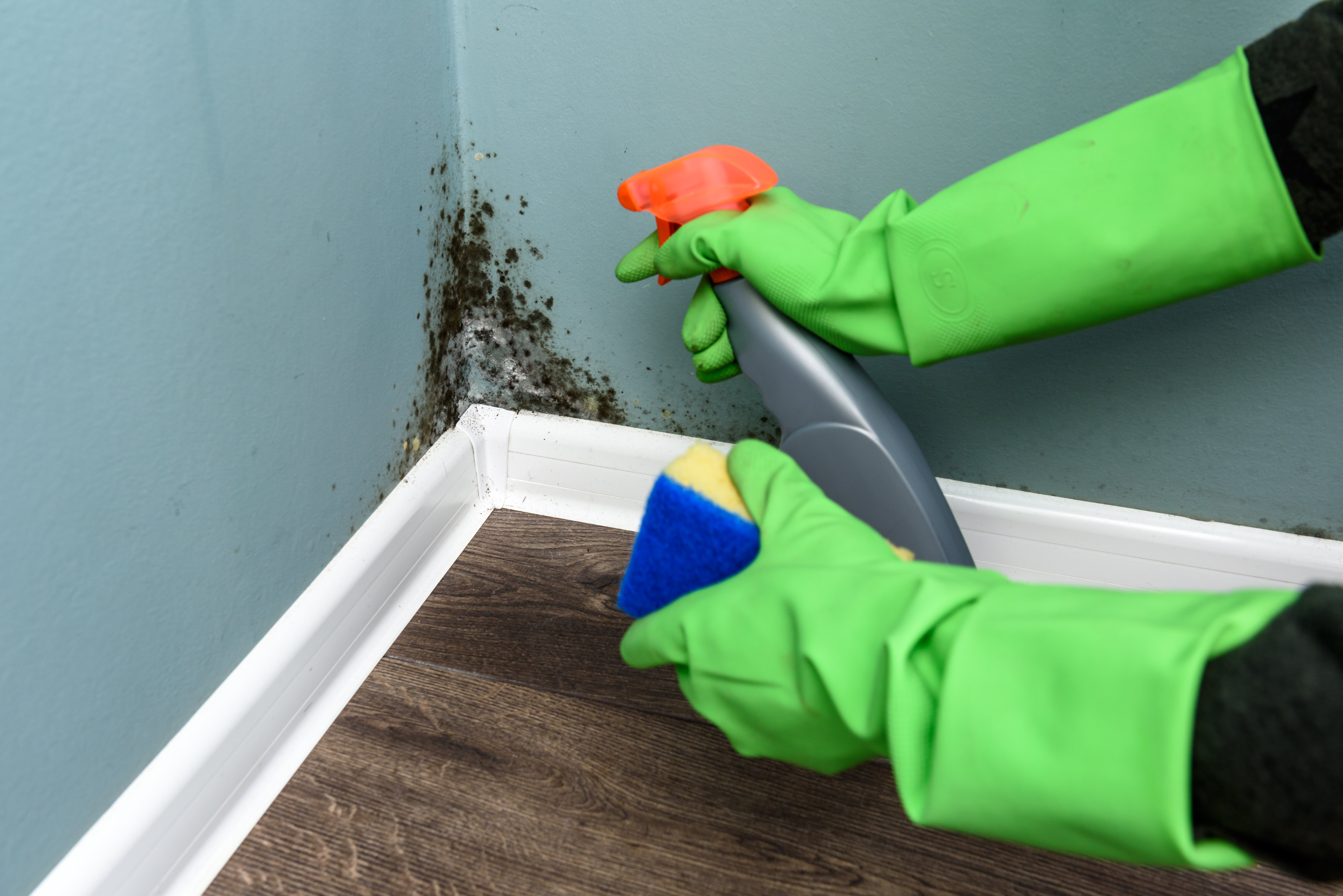 Spray bottle and sponge near black mould wall