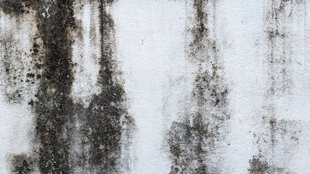 mold mitigation near me